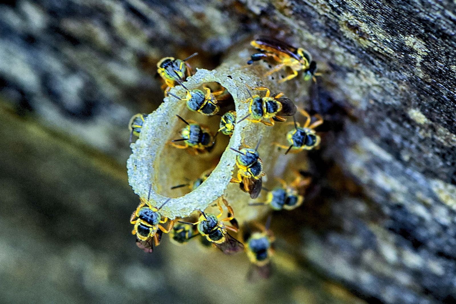 A produção de mel em Porto Velho se destaca pela qualidade, impulsionada pela diversidade da flora amazônica